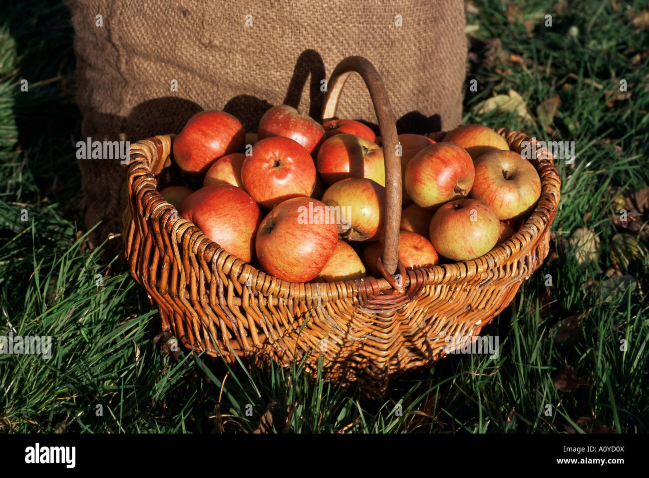 Cestello di sidro di mele Pays d Auge Normandie Normandia Francia Europa Foto Stock