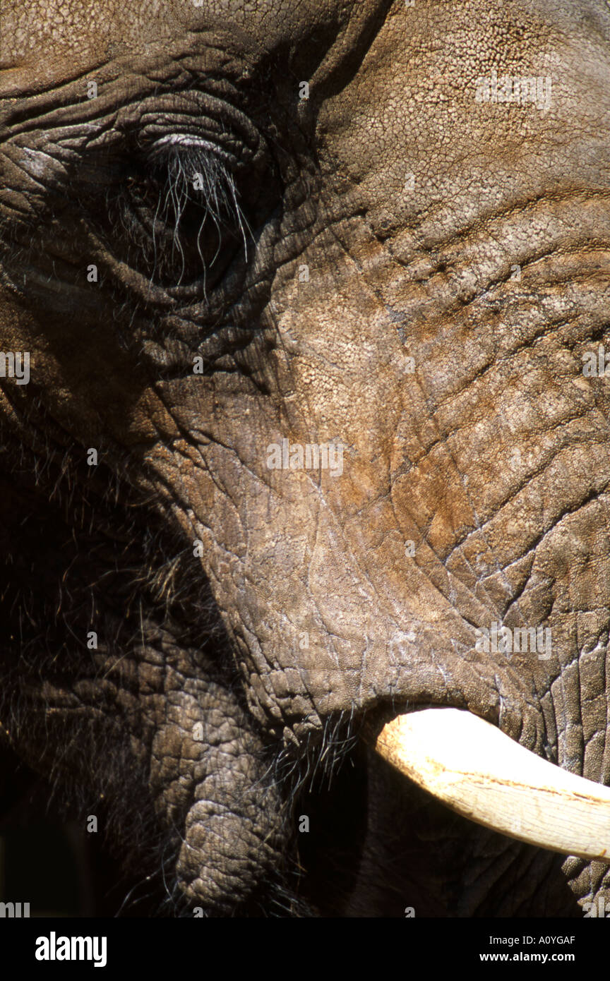 Gli elefanti Occhi e bocca e il brosmio Foto Stock