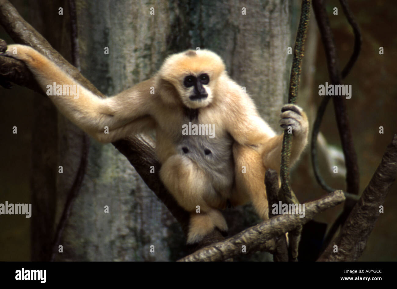 Mano bianca o Lar gibbone Foto Stock