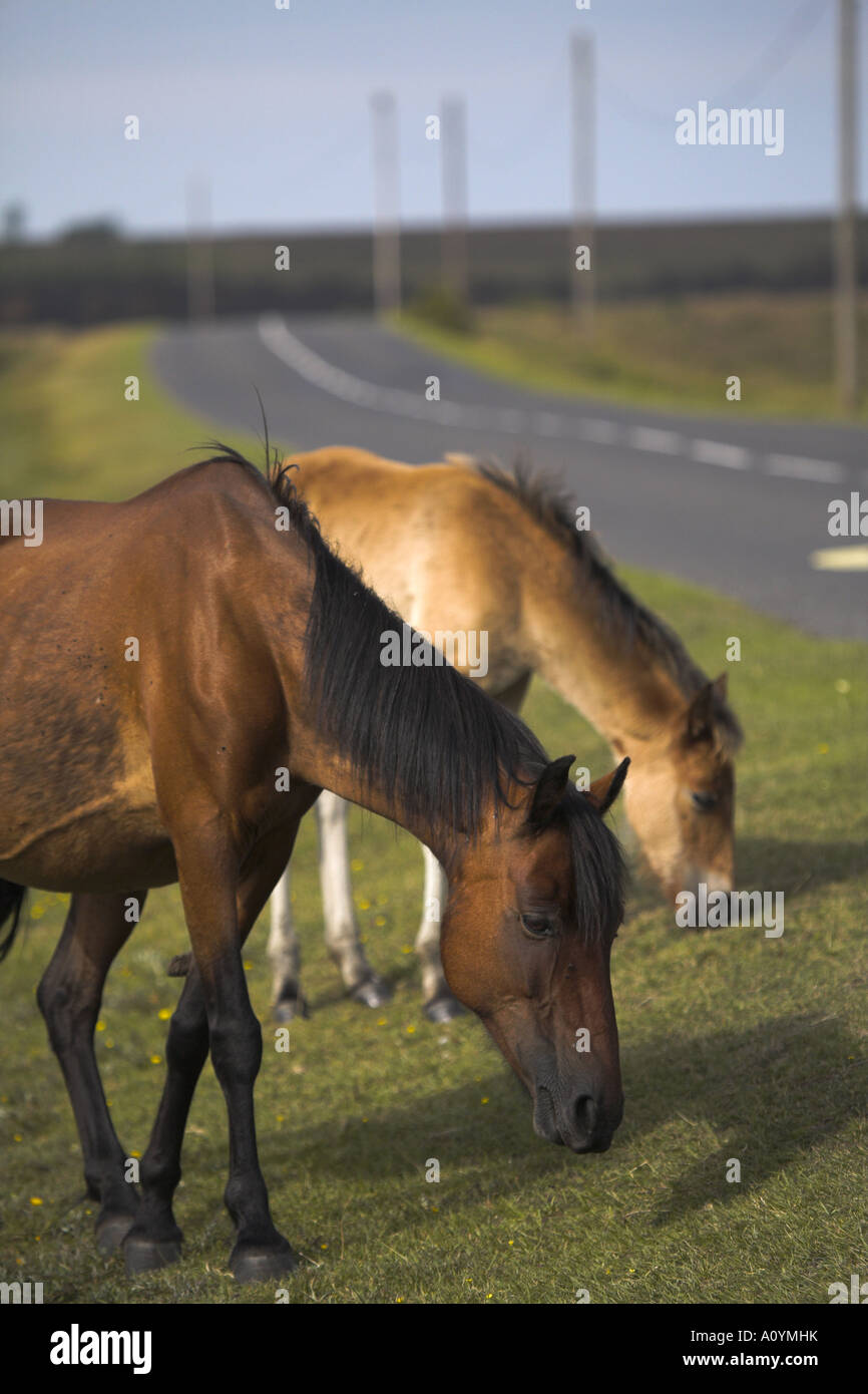 Un pony mare e il suo puledro pascolano accanto alla strada vicino a Ipley Foto Stock