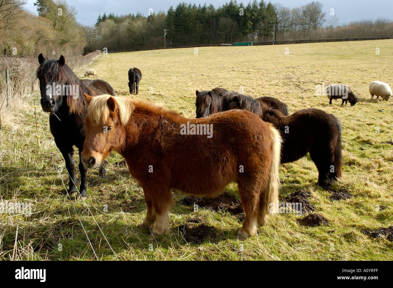 Pony Shetland pascolare nel campo England Regno Unito Foto Stock