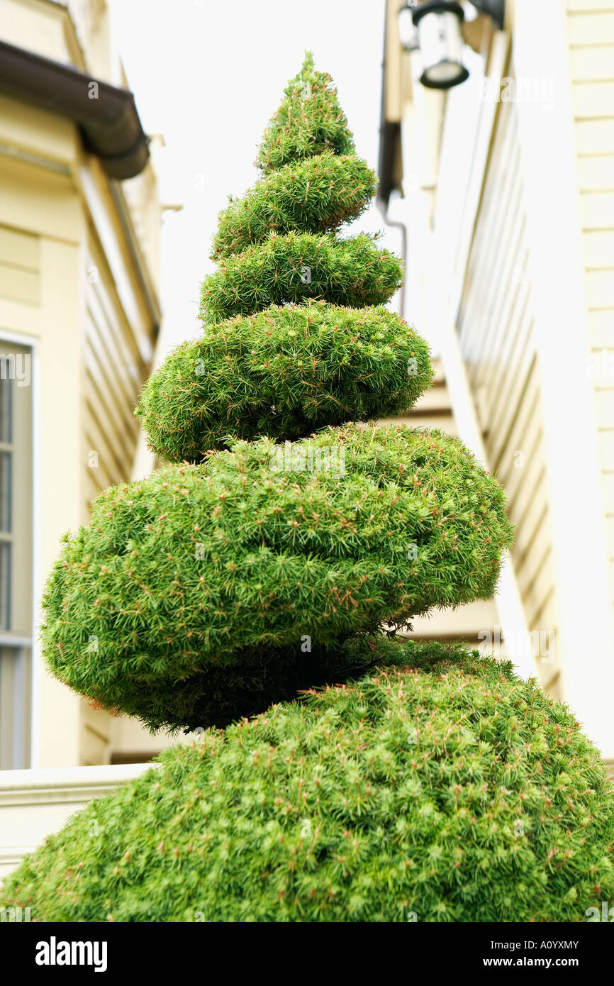 Siepe di torsione Foto Stock