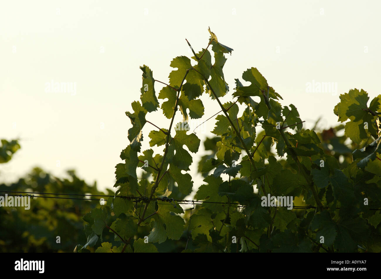 Grapevine Foto Stock