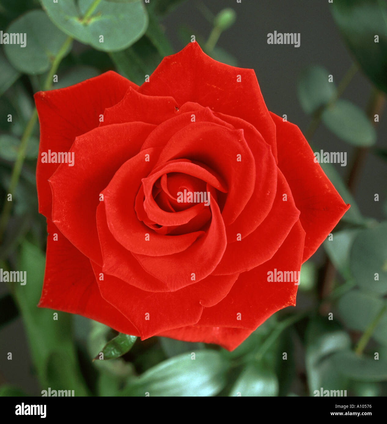 Una sola rosa rossa Foto Stock