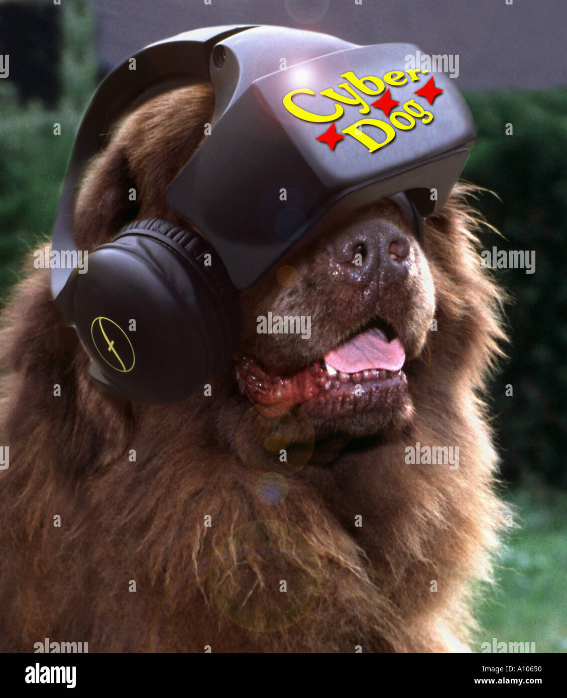 Cyber cane porta un cyber casco umorismo scherzo divertente funny cyberspazio cane dello spazio nella realtà virtuale umorismo scherzo divertente VR animale Foto Stock