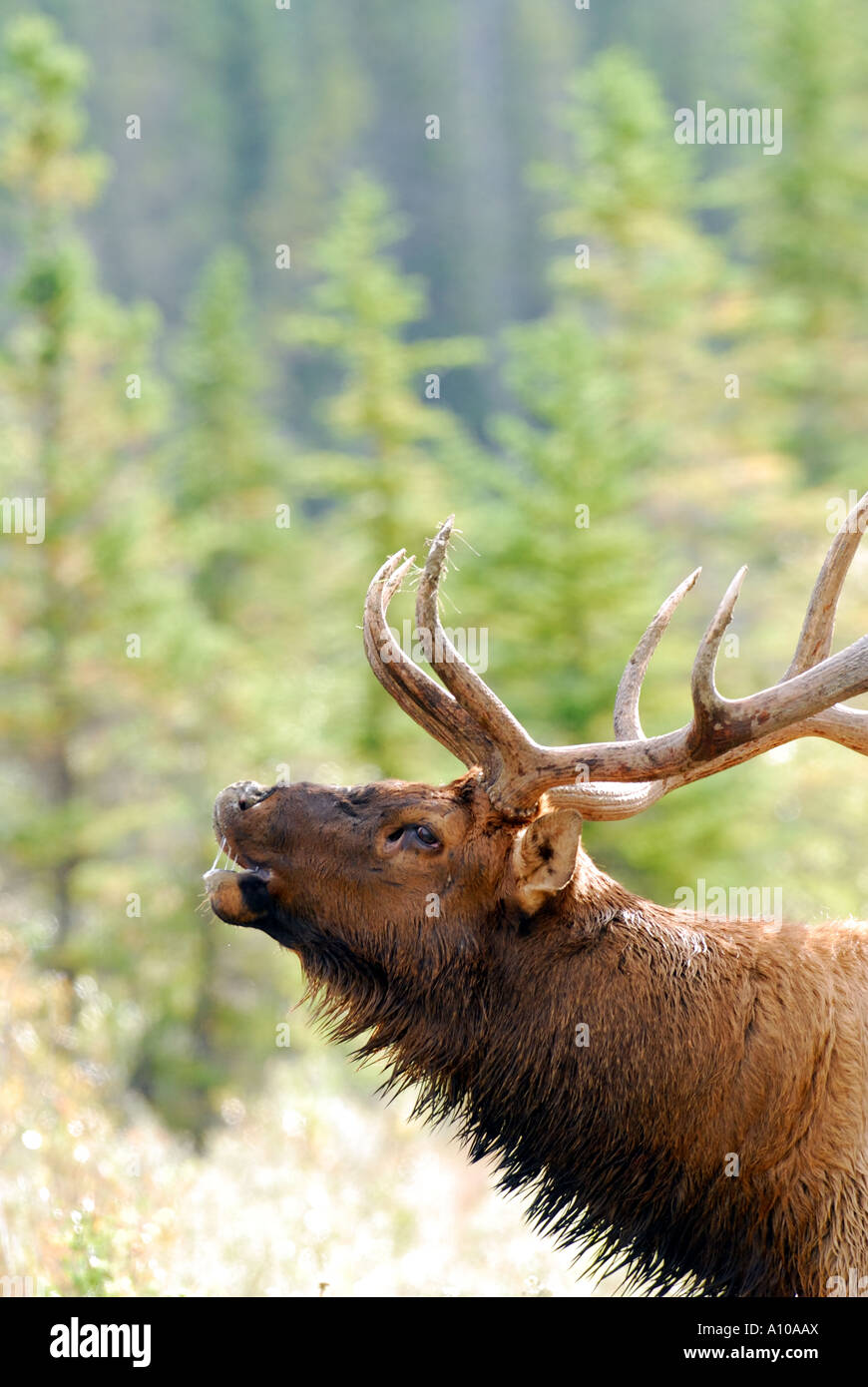 Bull Elk chiamando Foto Stock