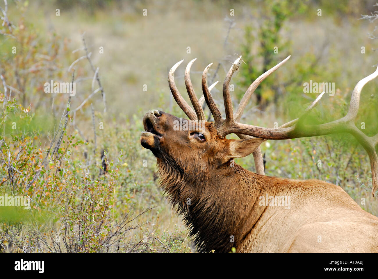 Bull Elk chiamando 25 Foto Stock