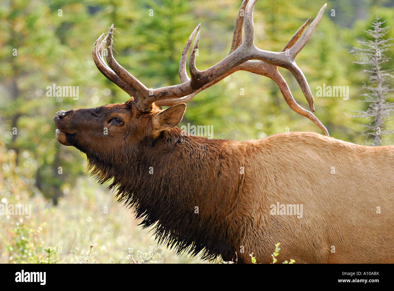 Una vista laterale di un toro Elk chiamando Foto Stock