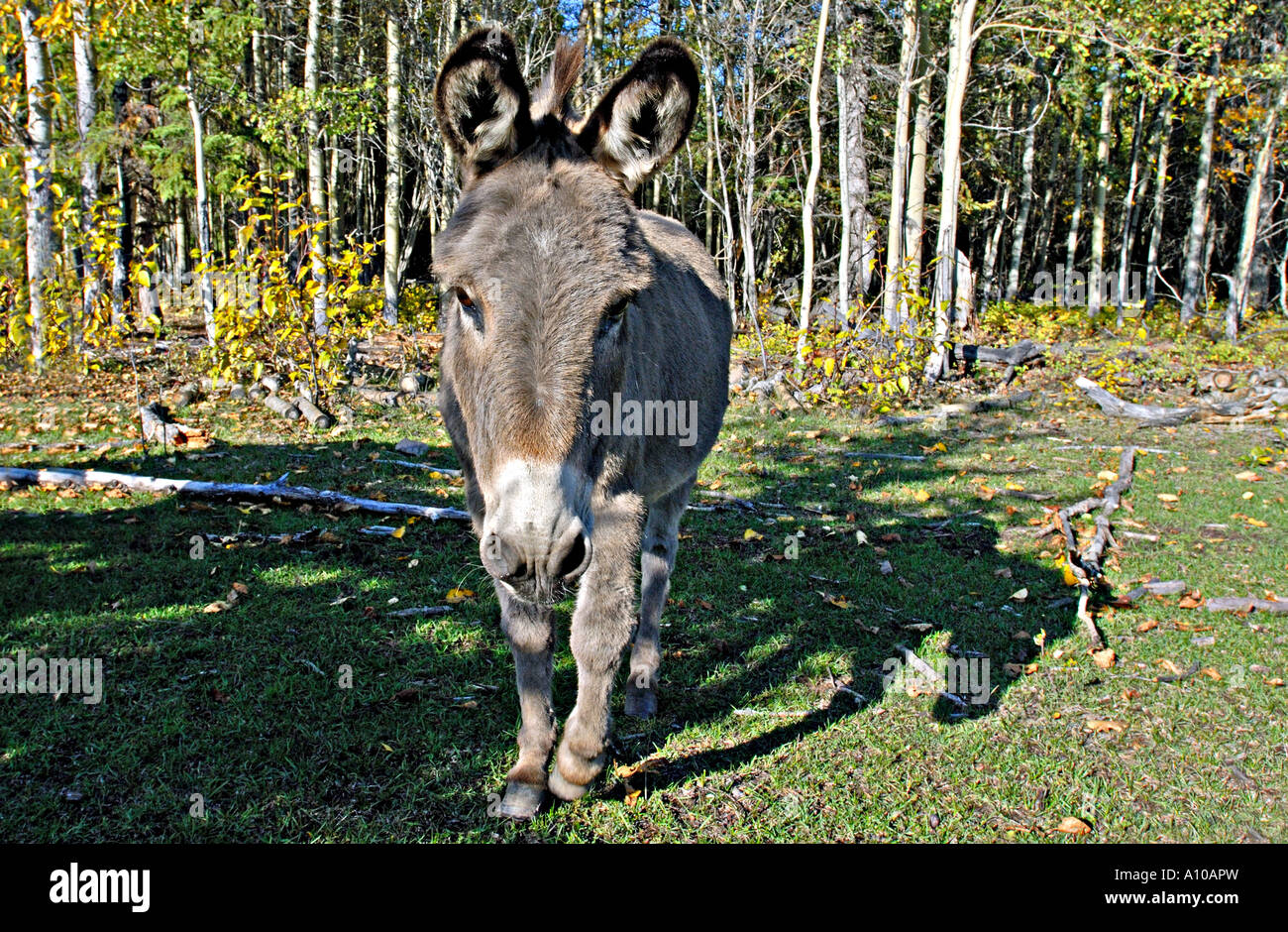 Poco asino grigio a piedi Foto Stock