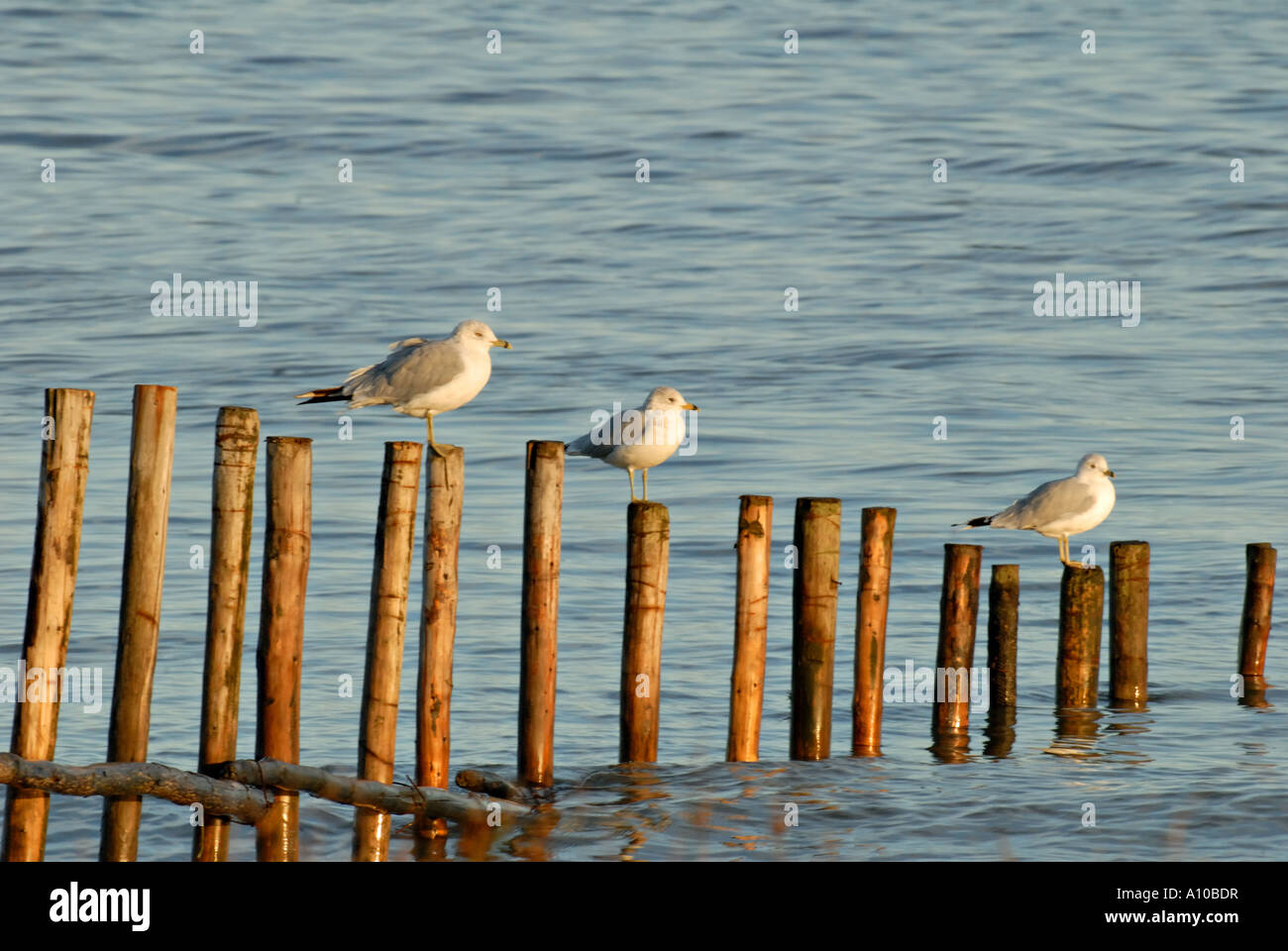 Gabbiani sul mare Foto Stock