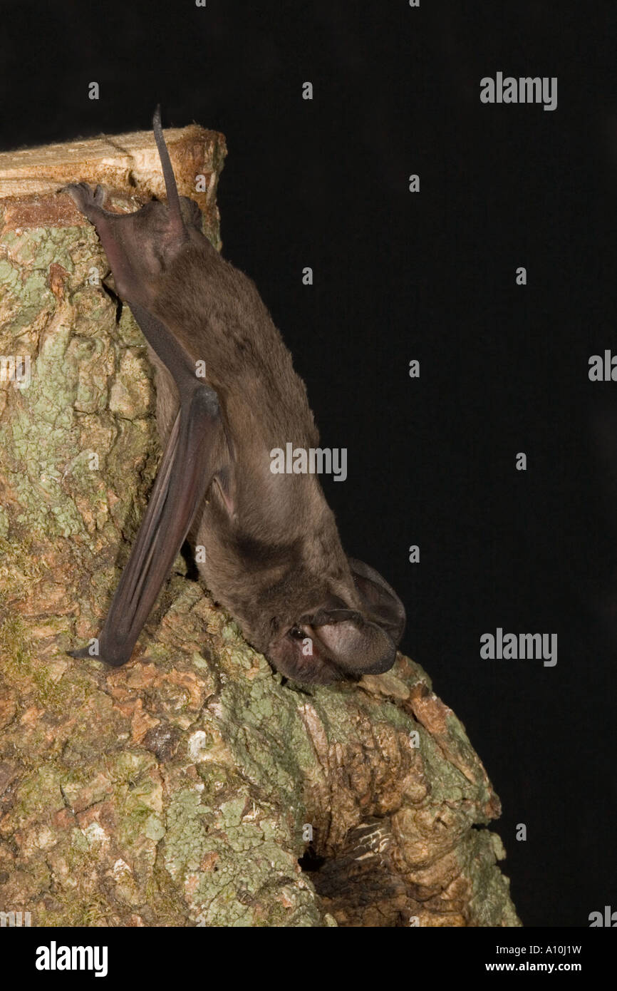 Associazione europea di libero tail bat Tadarida teniotis presso un ospedale bat Foto Stock