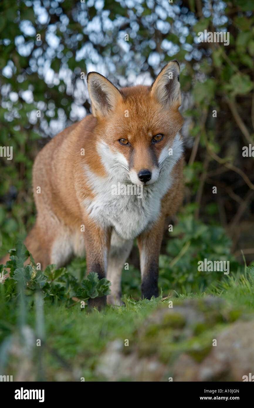 Fox Vulpes vulpes Cornovaglia Foto Stock