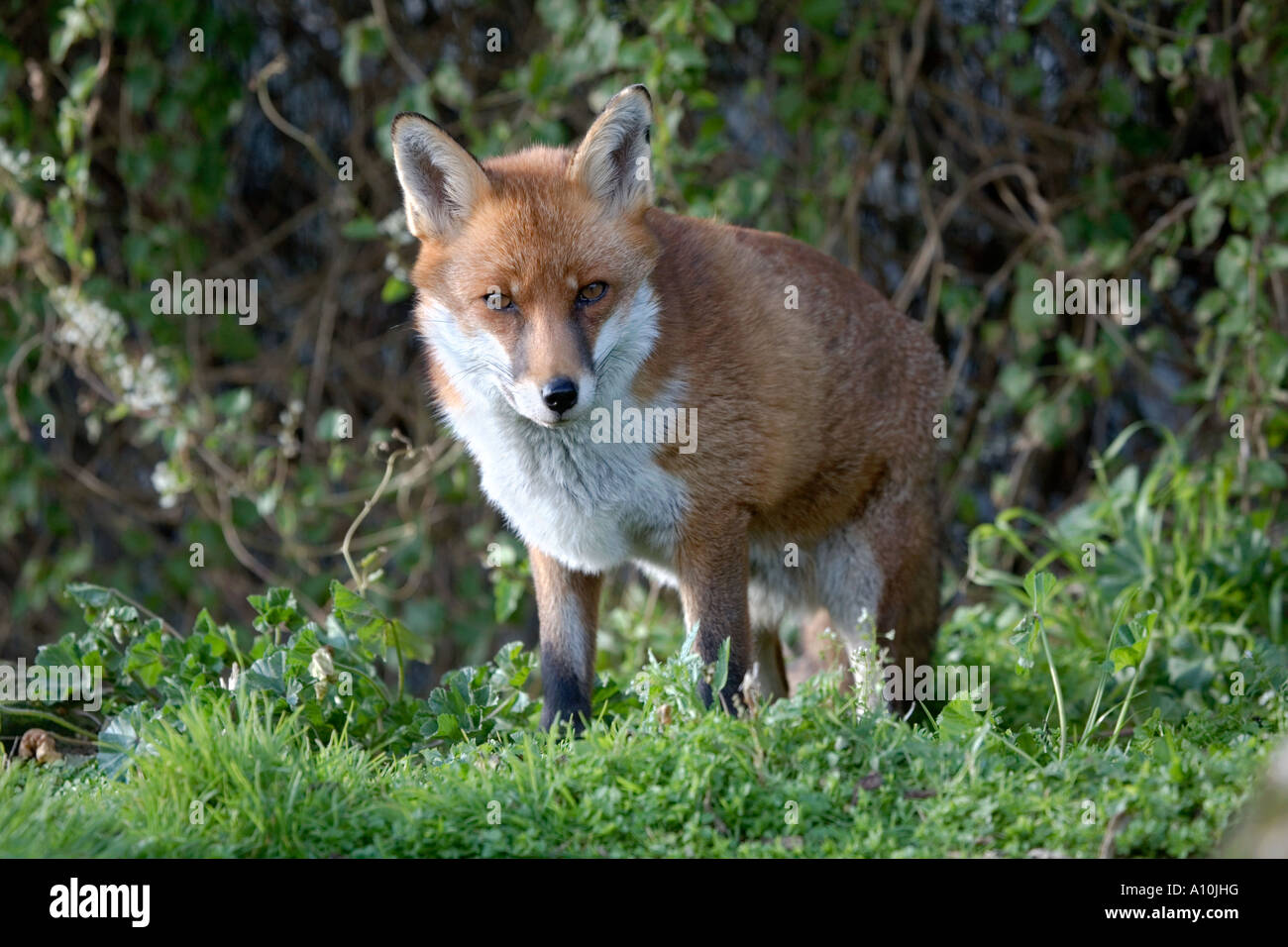 Fox Vulpes vulpes Cornovaglia Foto Stock