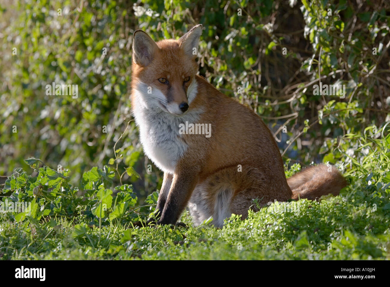 Fox Vulpes vulpes seduto Cornovaglia Foto Stock