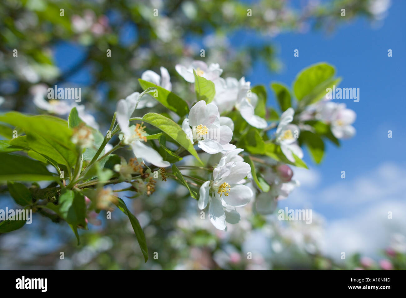 Apple Blossom nella primavera del Regno Unito Foto Stock