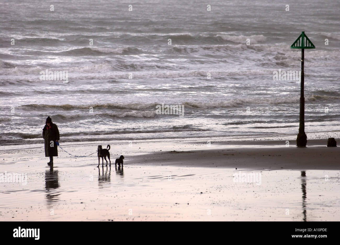 Una vecchia Signora cammina i suoi cani sulla spiaggia presso la città di BORTH in West Wales UK Foto Stock