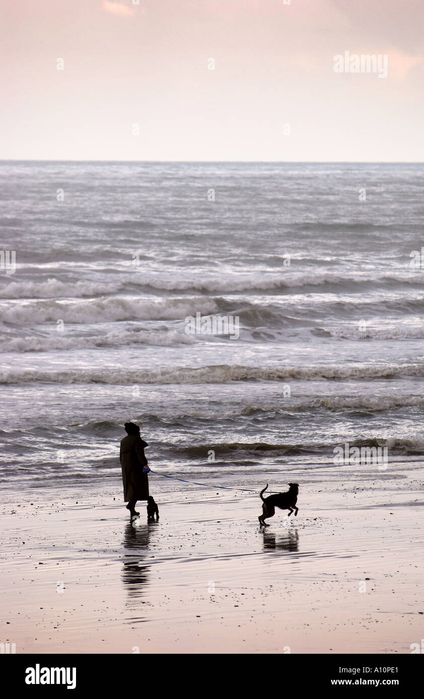 Una vecchia Signora cammina i suoi cani sulla spiaggia presso la città di BORTH in West Wales UK Foto Stock