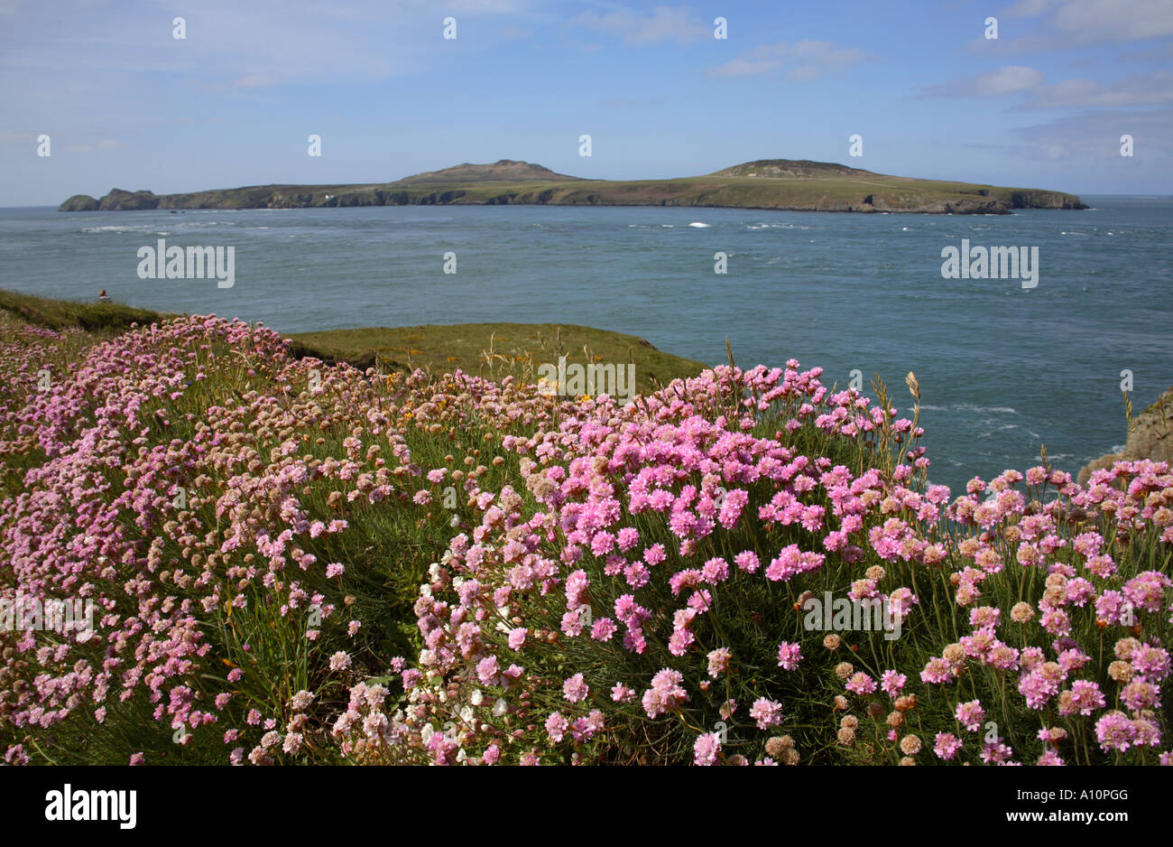 Vista di Ramsey island da il pembrokeshire national park sentiero costiero tra St David s e whitesands Foto Stock