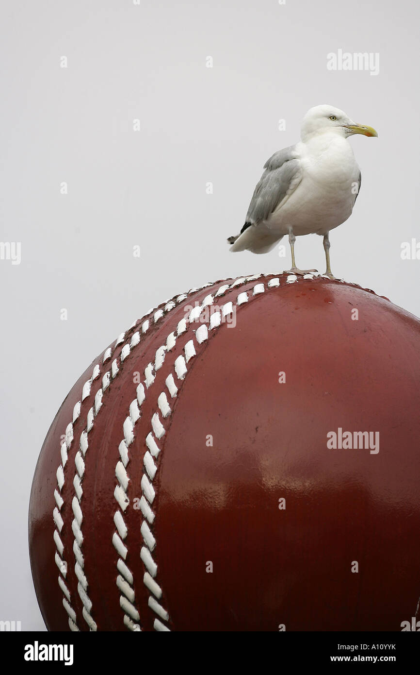 Seagull su una gigantesca palla di cricket a Sussex County Cricket Club Hove foto da James Boardman Foto Stock