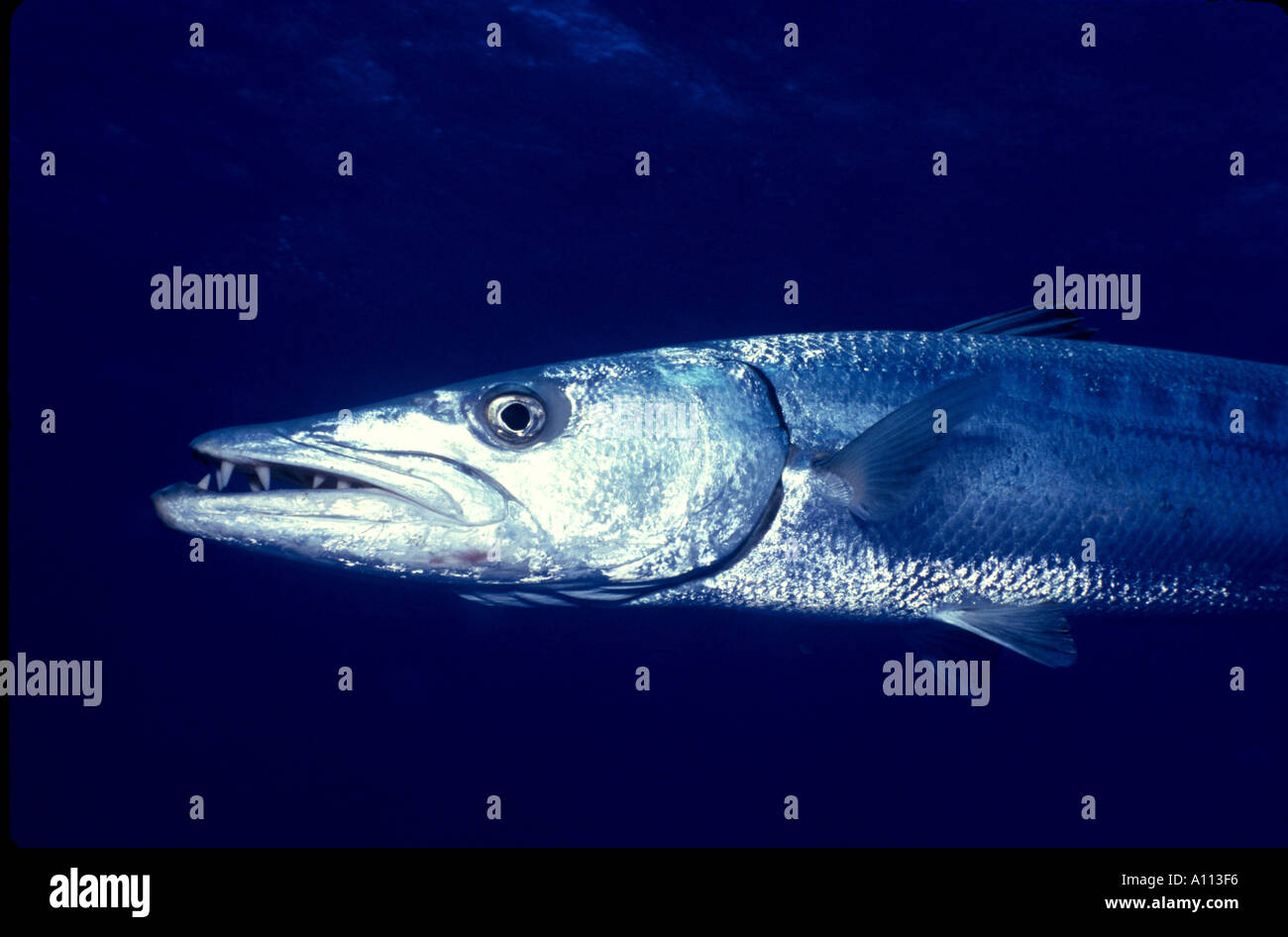 Uno sguardo al viso e denti di un grande barracuda Sphyraena barracuda nelle acque dei Caraibi Foto Stock