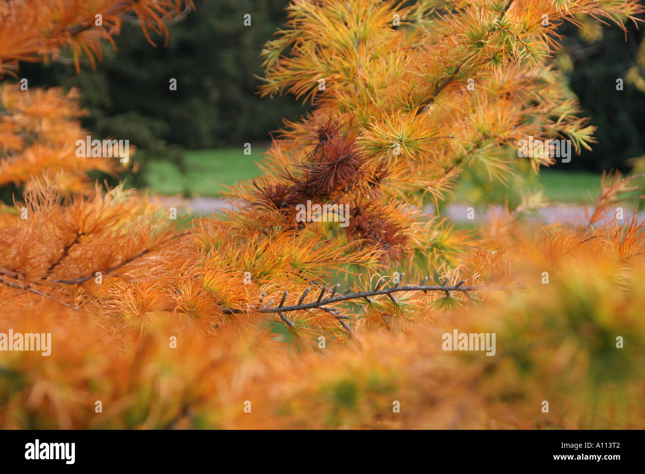 I colori autunnali a Kew Gardens Foto Stock