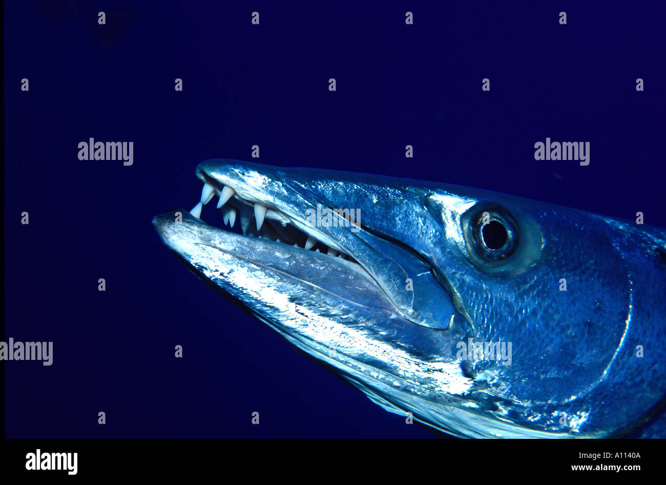 Uno sguardo da vicino a denti taglienti e lucenti scaglie di un grande barracuda Sphyraena barracuda nelle acque dei Caraibi Foto Stock