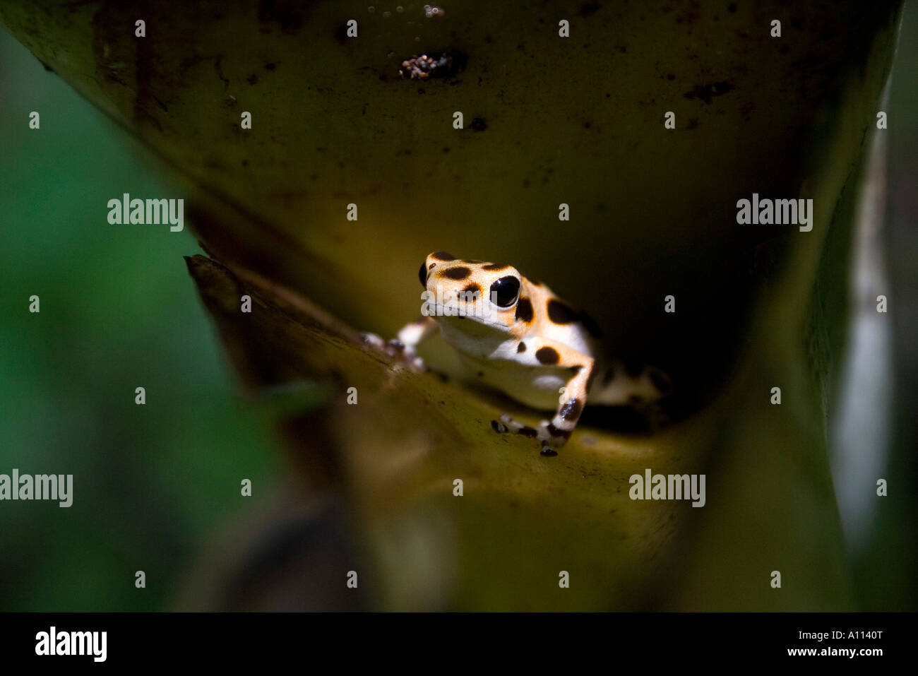 Strawberry Poison Dart (Rana Dendrobates pumilio bastimento) - Nord nero giallo maculato Morph - nella cava di Palm. Foto Stock