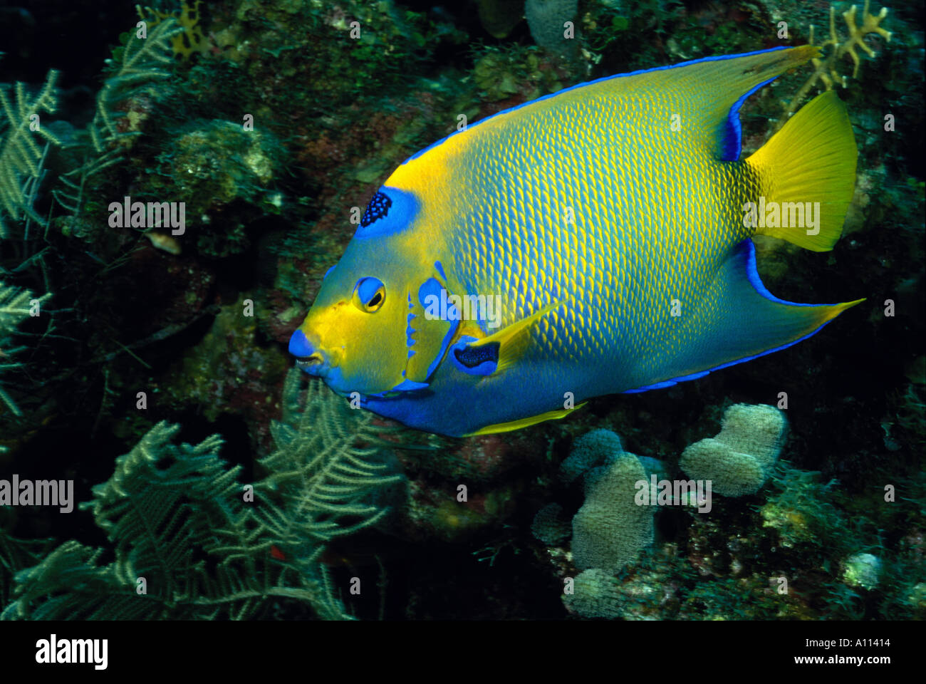 Una regina ANGELFISH Holacanthus ciliaris SU UNA BARRIERA CORALLINA DEL MAR DEI CARAIBI Foto Stock