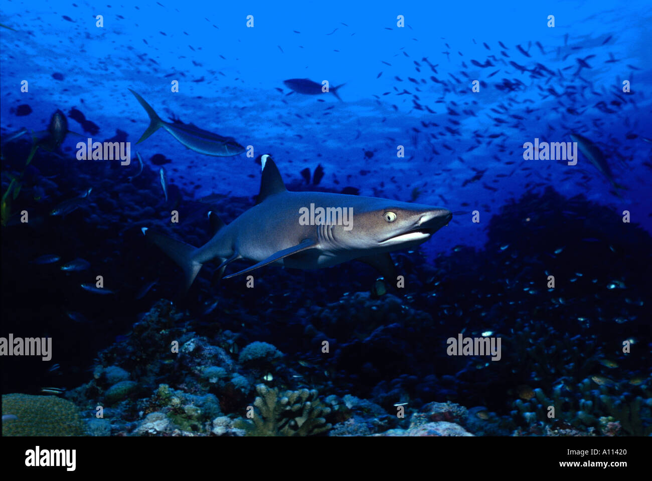 Anche se classificate nel Requiem SHARK FAMIGLIA QUESTO REEF WHITETIPPED Triaenodon obesus squalo è in realtà molto timida Foto Stock