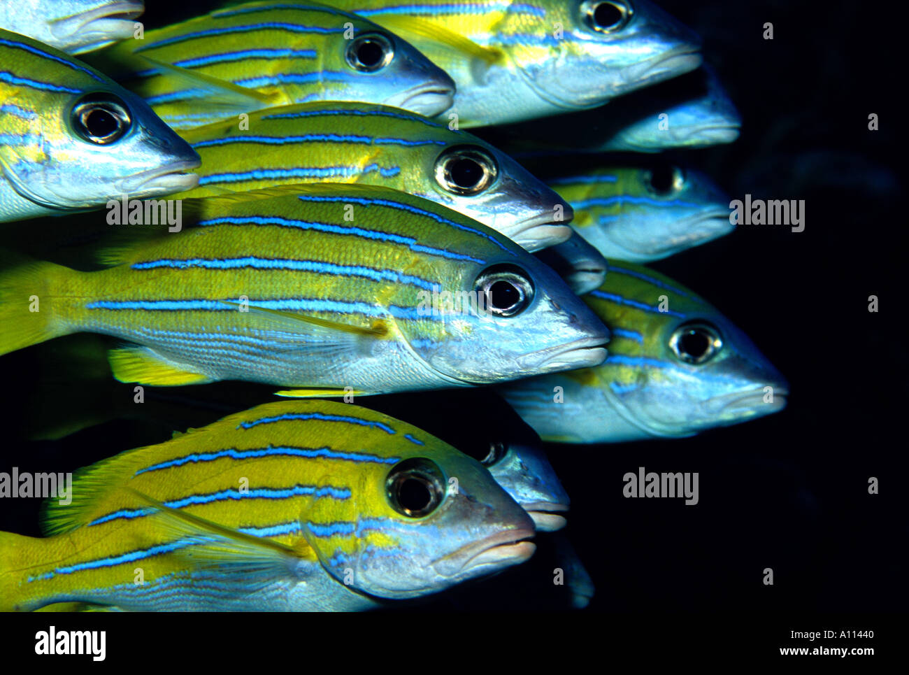 Primo piano DI UNA SCUOLA DI BLU FODERATO SNAPPER Lutjanus kasmira NELLE ACQUE DI PALAU Foto Stock