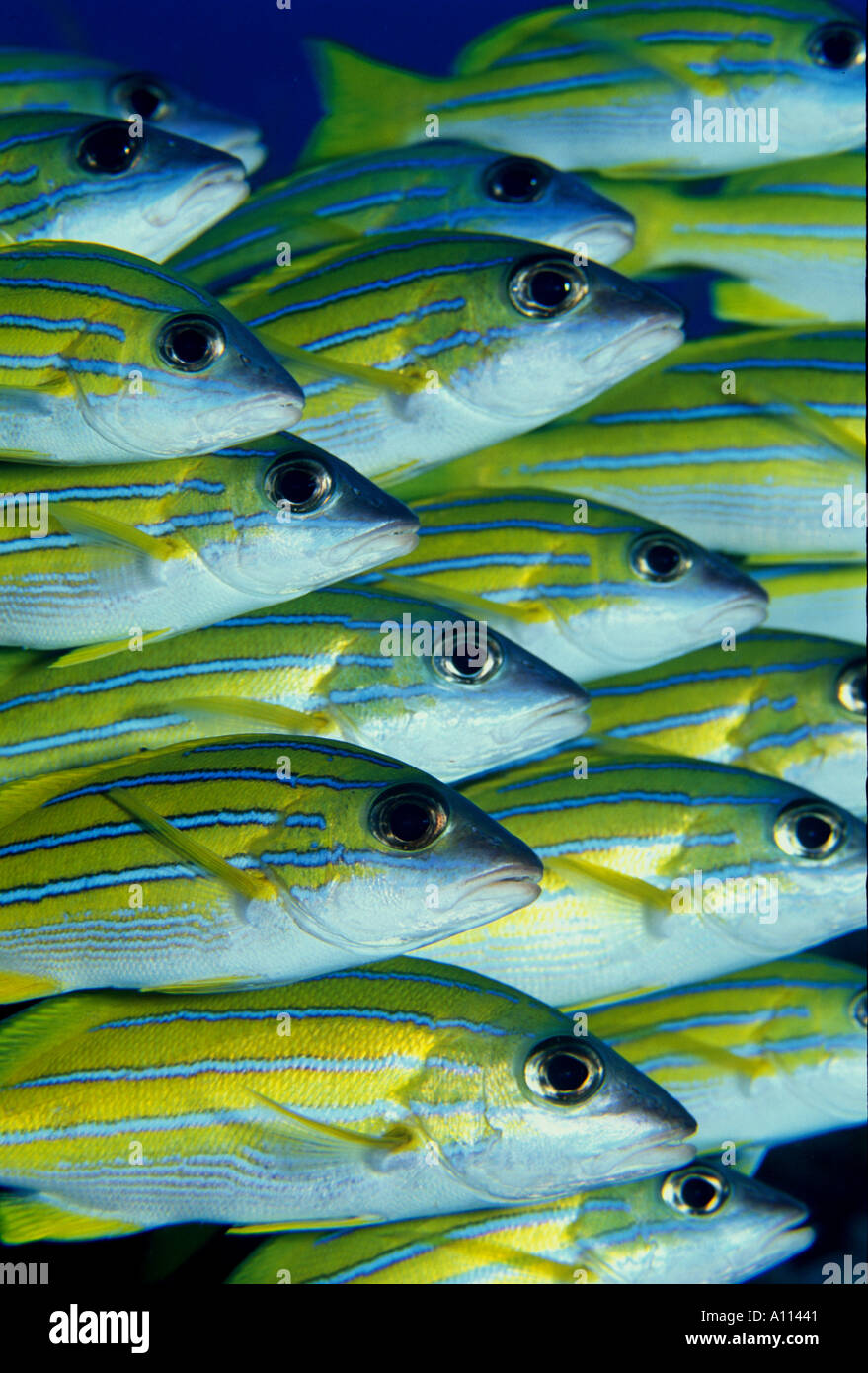 Primo piano della BLUE RIVESTITA SNAPER Lutjanus kasmira HUDDLING INSIEME NELLE ACQUE DI PALAU Foto Stock