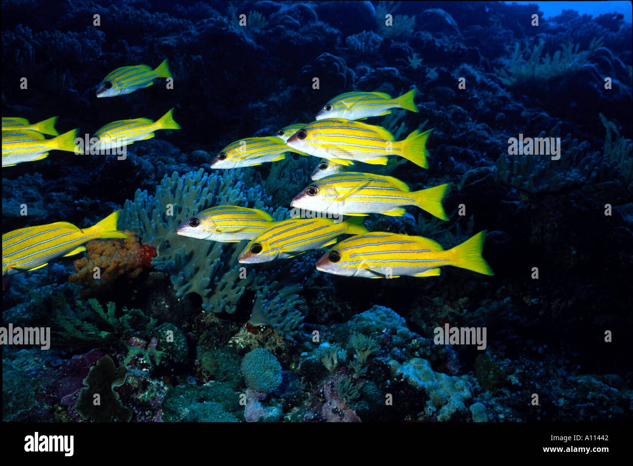 Una scuola di blu foderato SNAPPER Lutjanus kasmira SU UNA BARRIERA CORALLINA IN PALAU Foto Stock