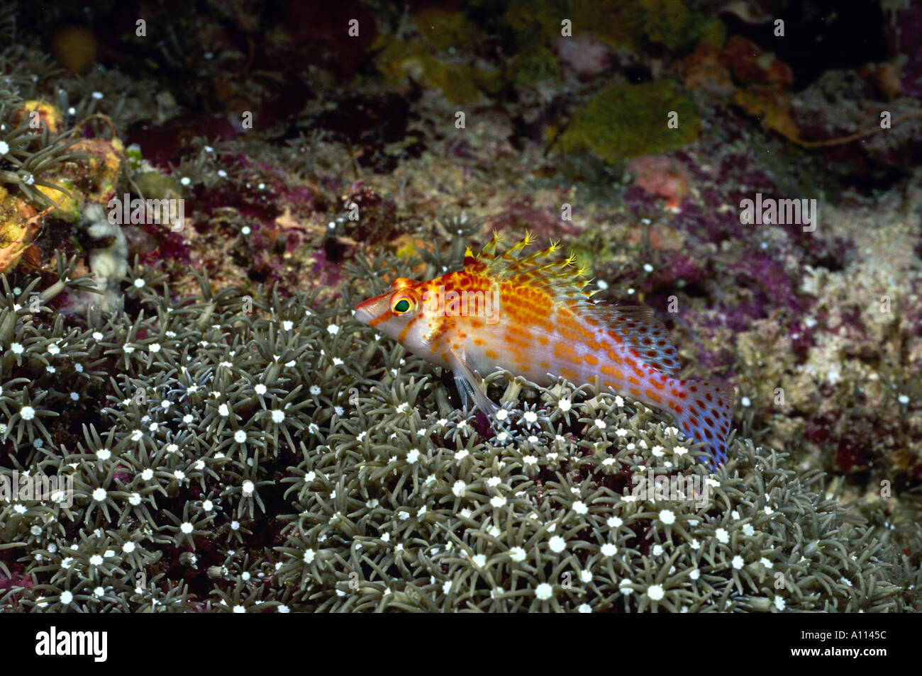 Una nana HAWKFISH Cirrhitichthys falco posatoi sui fiori di un OCTOCORAL NELLE ISOLE SALOMONE Foto Stock