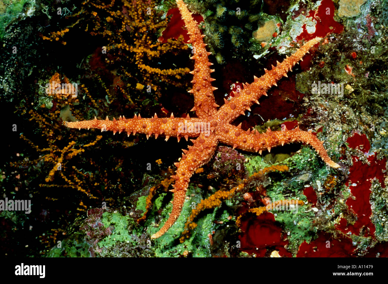 Un arancio spinoso stella di mare Gomophia egyptiaca WENDS IL SUO MODO ATTRAVERSO UN CORALLO TERAIN IN MAR ROSSO Foto Stock