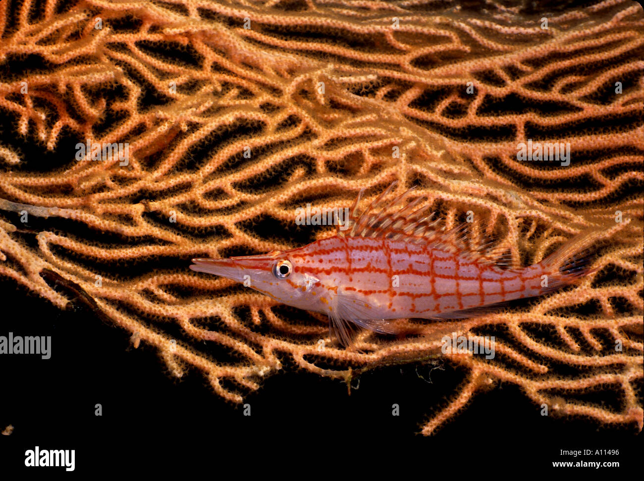 Un naso lungo HAWKFISH Oxycirrhites tipi si accoccola nella piega di una gorgonia Foto Stock