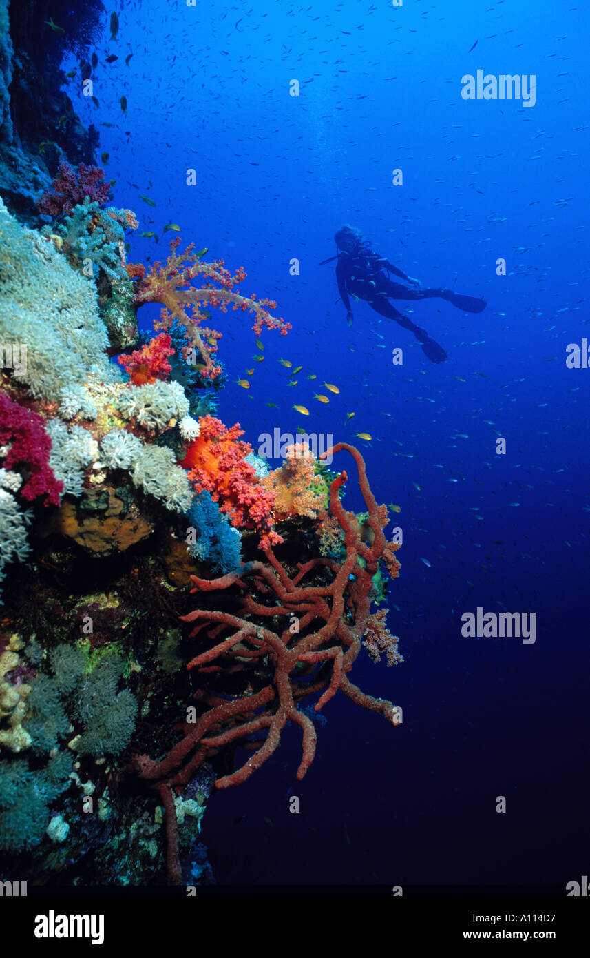 Un subacqueo sguardi da una distanza in corrispondenza di una parete di fiorito di coralli molli e spugne in Mar Rosso Foto Stock