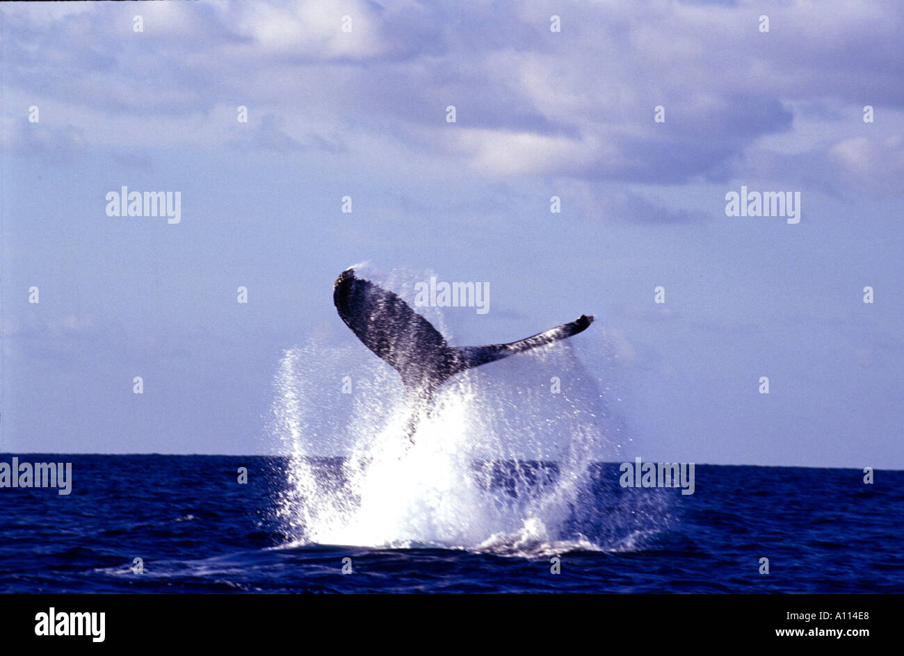 La coda FLUKE DI Humpback Whale Megaptera noveangliae NELLE ACQUE DEL ARGENTO BANCHE AL DI FUORI DELLA REPUBBLICA DOMINICANA Foto Stock