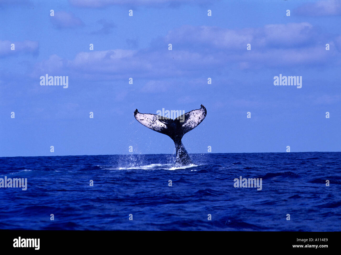 La coda FLUKE DI Humpback Whale Megaptera noveangliae NELLE ACQUE DELLE BANCHE DI ARGENTO NEI PRESSI DELLA REPUBBLICA DOMINICANA Foto Stock