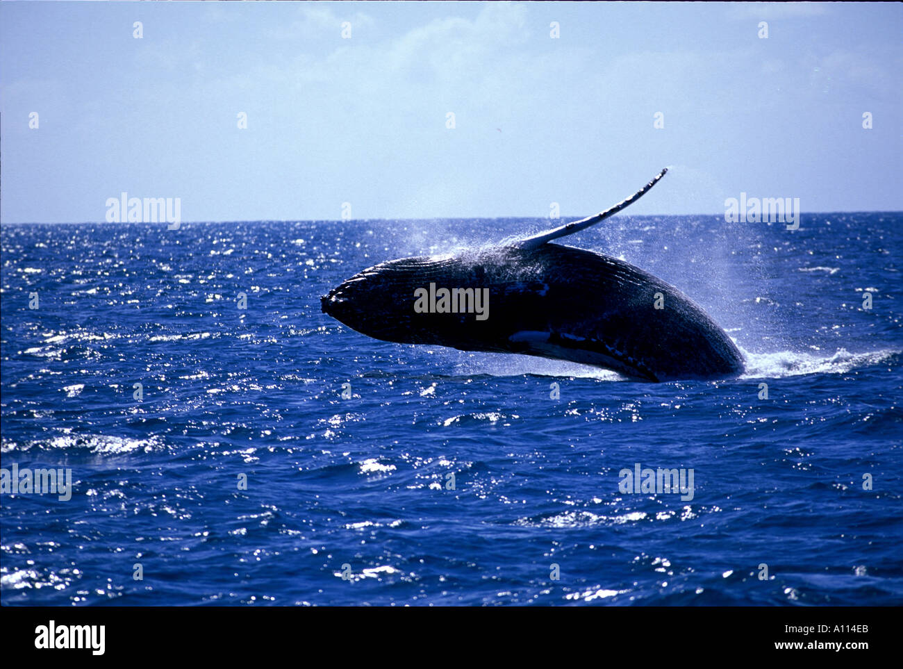 Un Humpback Whale Megaptera noveangliae affronta NELLE ACQUE DELLE BANCHE DI ARGENTO Foto Stock