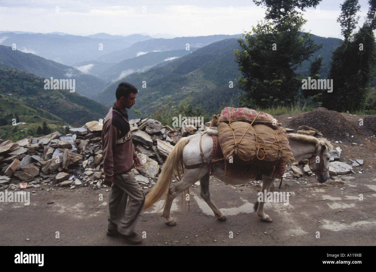 Asino che trasportano il cavolo a Koti vicino a Simla Himachal Pradesh India Foto Stock
