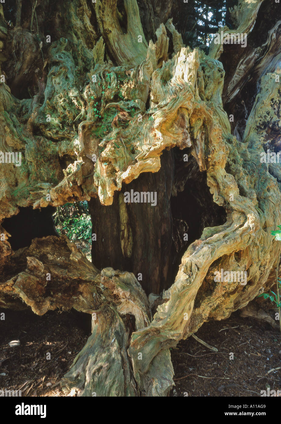 L'antica Bettys Newydd Yew Tree in Galles Foto Stock