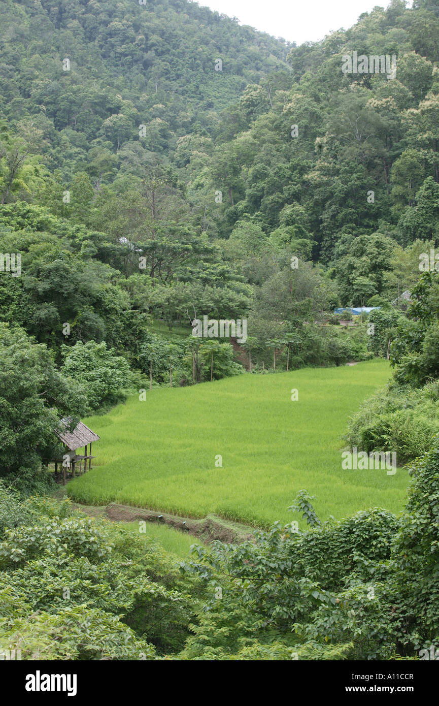 Vista del paesaggio del coperchio albero di colline a Mae Sariang Foto Stock