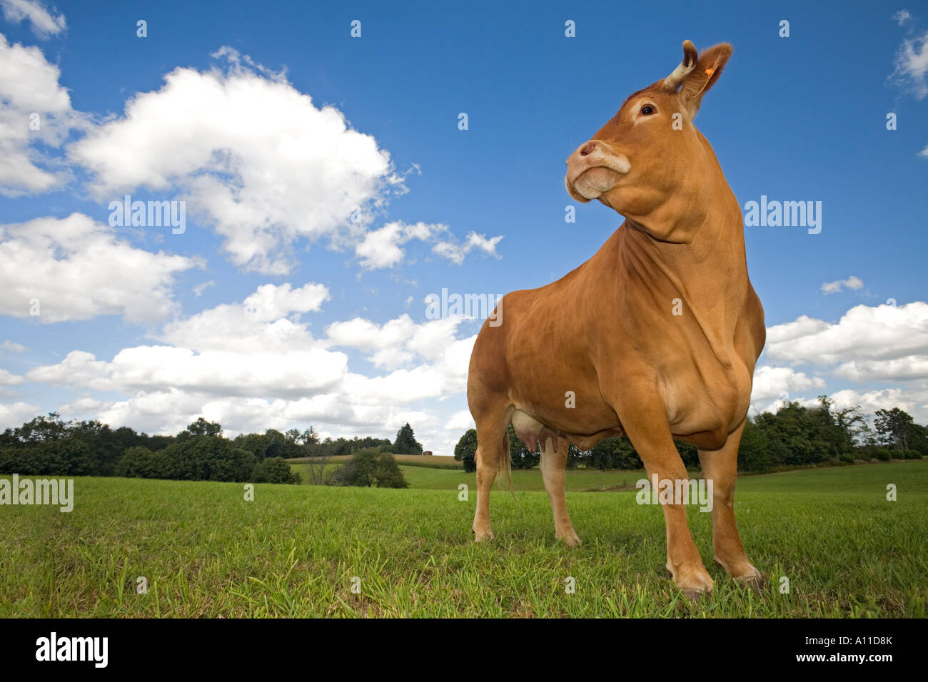 Una mucca Limousin (Bos taurus domesticus) in un prato (Francia).Vache (Bos taurus domesticus) de razza Limousine dans un pré (Francia) Foto Stock