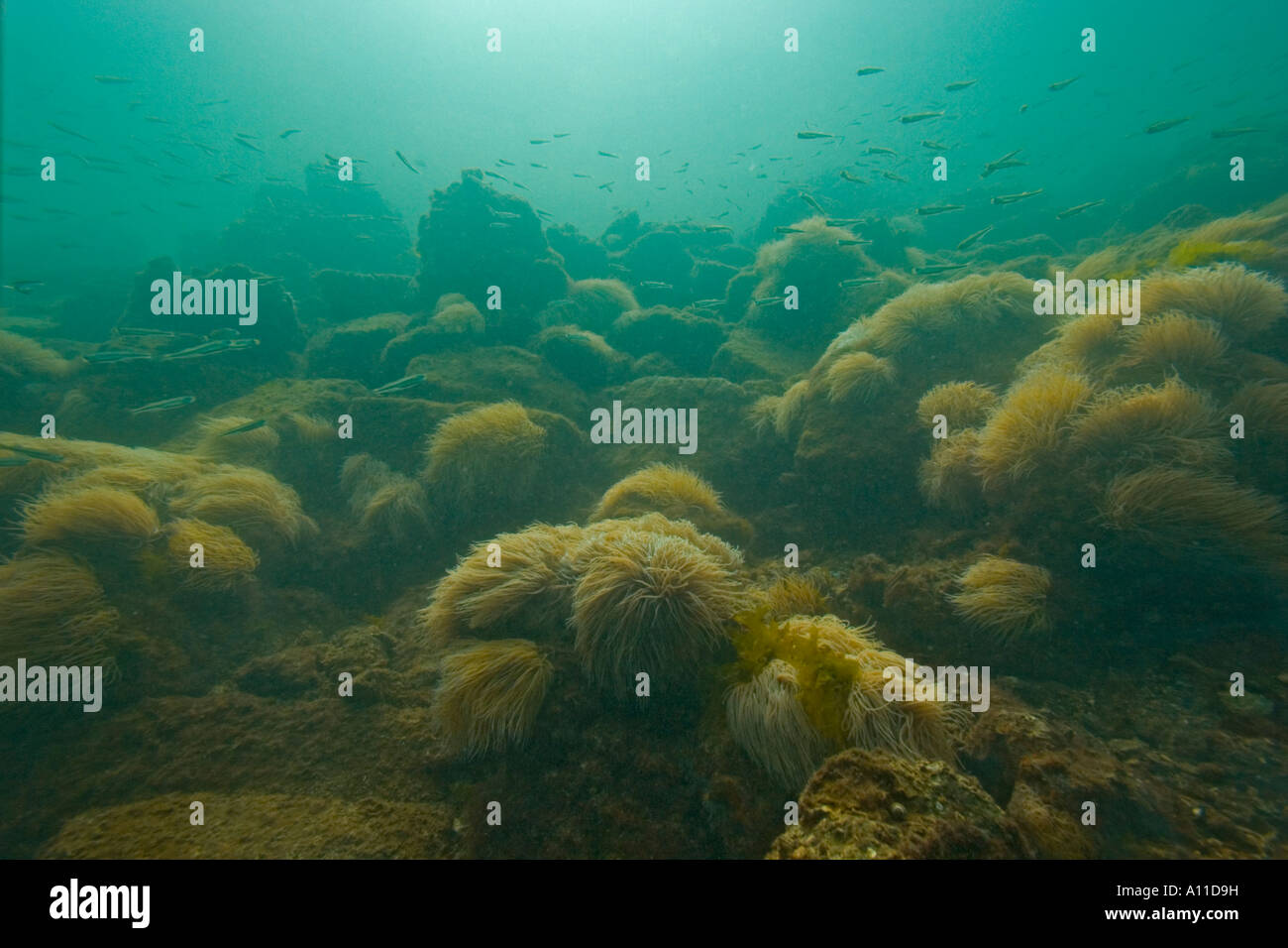 Paesaggio sottomarino coperto con snakelocks anemone. La Francia. Paysage Sous-marin tapissé d'anémones vertes (Francia). Foto Stock