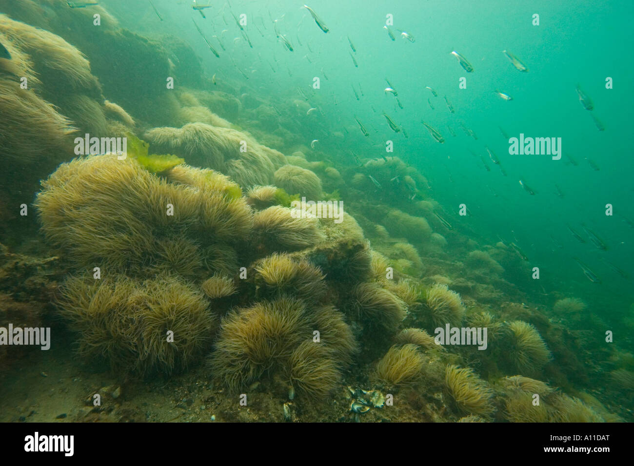 Paesaggio sottomarino coperto con anemoni snakelocks (Francia). Paysage Sous-marin tapissé d'anémones vertes (Anemonia viridis). Foto Stock