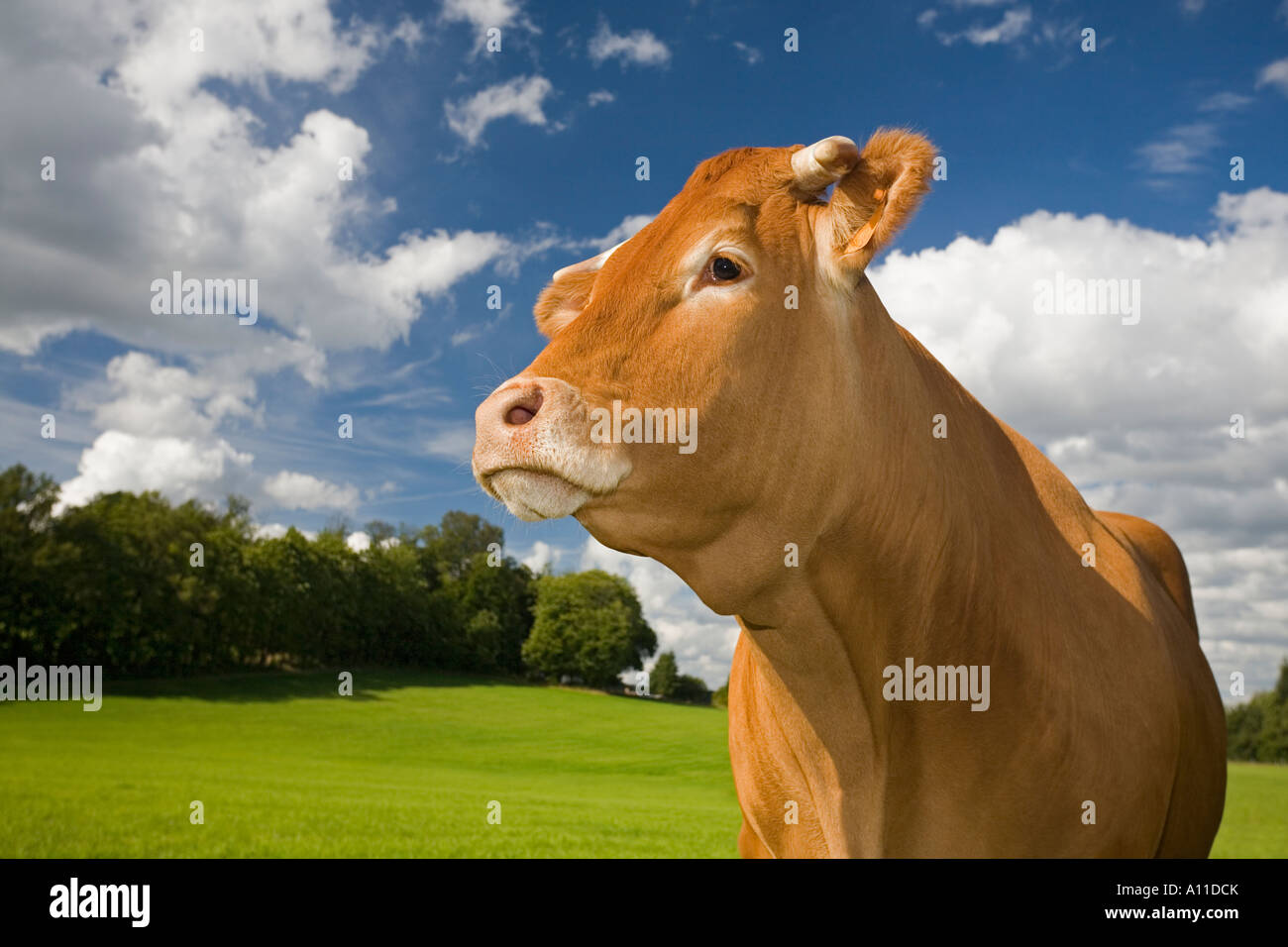 Una mucca Limousin (Bos taurus domesticus). La Francia. Vache (Bos taurus domesticus) de razza Limousine (Francia). Foto Stock