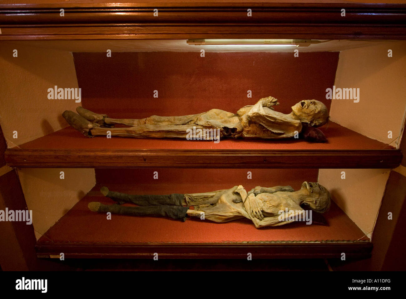 Mostra di mummie in Guanajuato Museum (Messico). Vitrines des momies du 'Museo de las Momias' (Guanajuato, Mexique). Foto Stock
