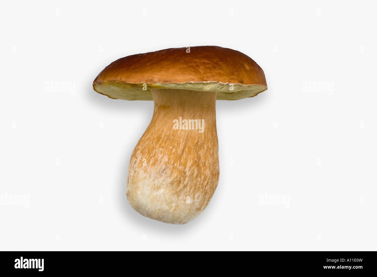 Un cep 'da Bordeaux" (Boletus edulis) fotografato in studio (Francia). Cèpe de Bordeaux photographié en studio (Francia) Foto Stock