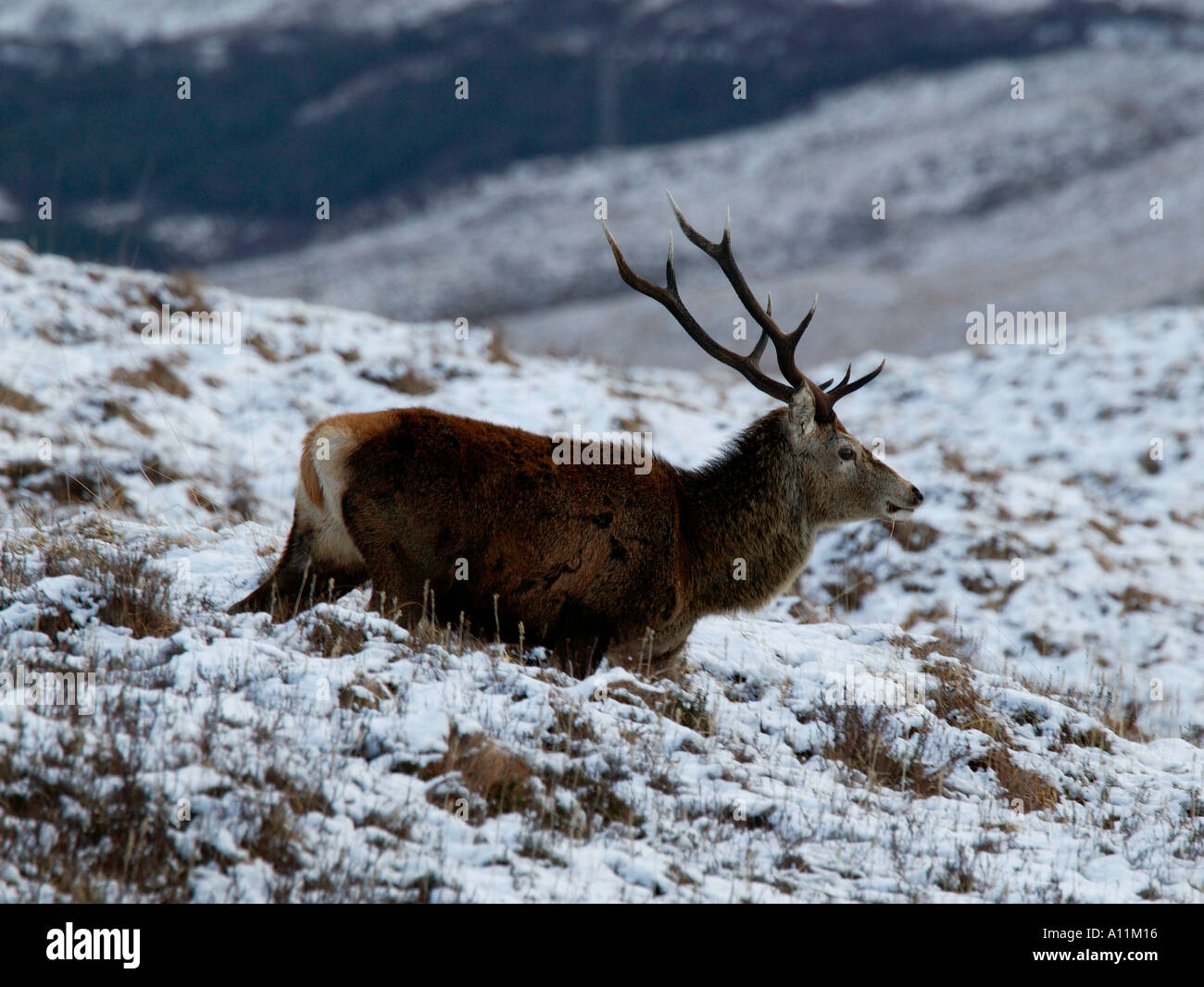 Red Deer cervo (Cervus elaphus), in esecuzione su strade coperte di neve terreno in prossimità di Rannoch Moor Highlands scozzesi Foto Stock