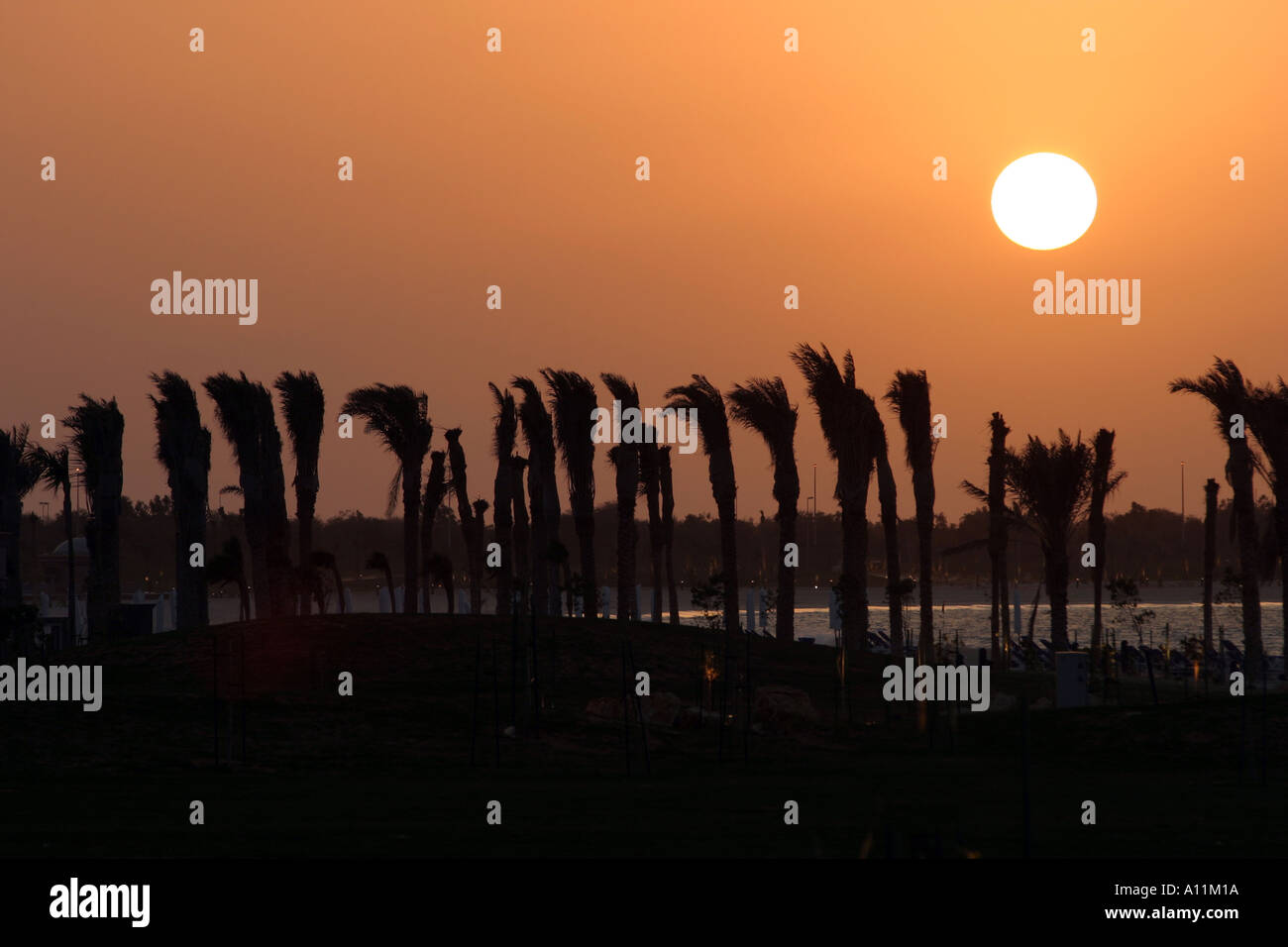 Tramonto con palme Abu Dhabi Emirati arabi uniti Foto Stock
